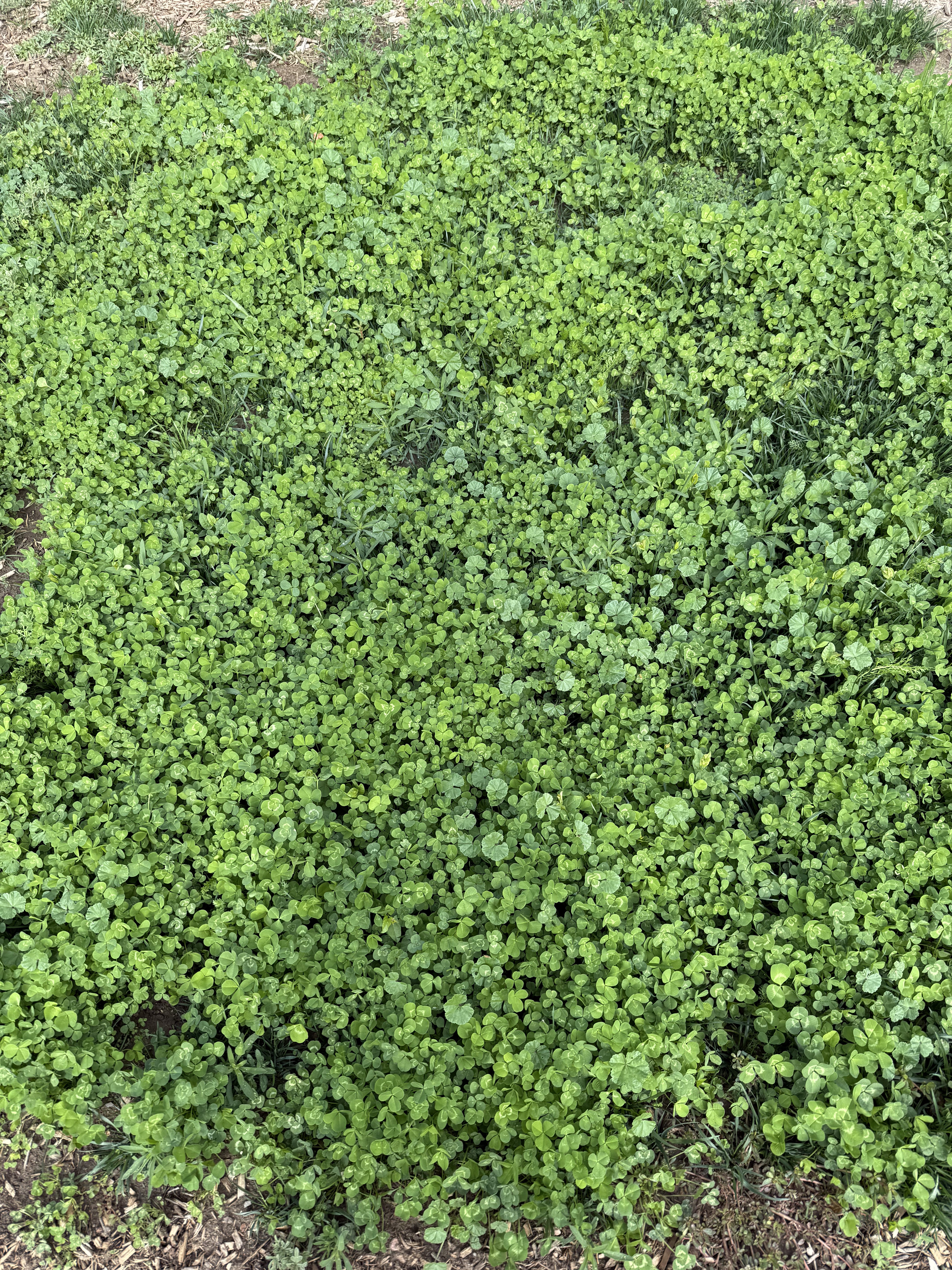 Well-maintained lawn