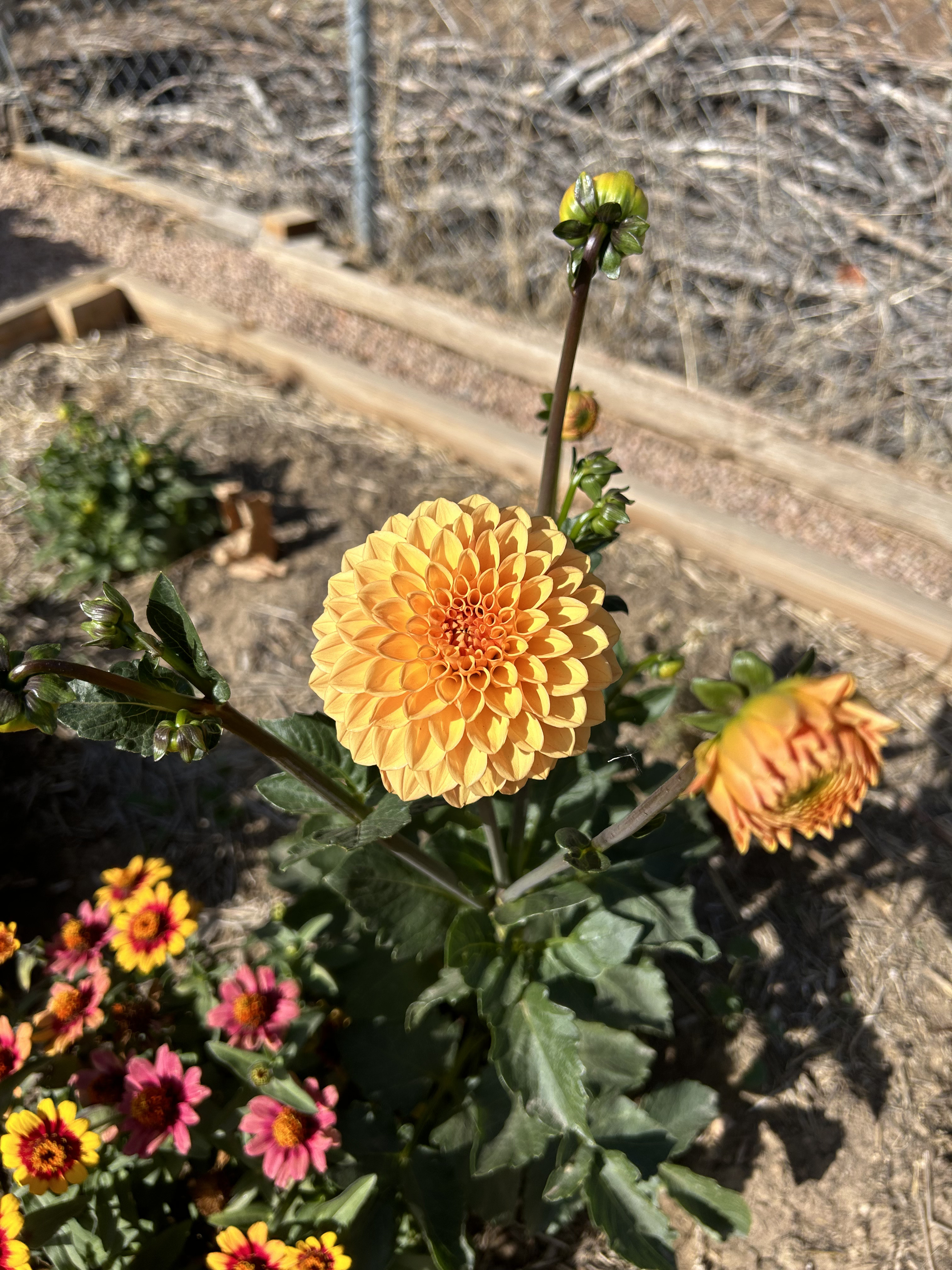 Colorful flowers and garden beds